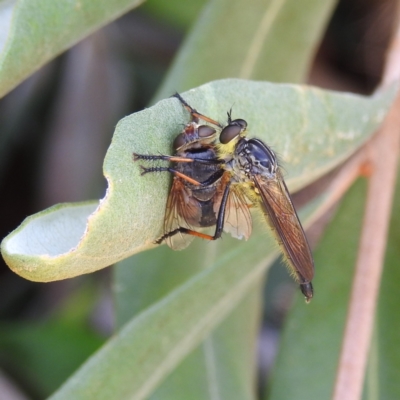 Zosteria rosevillensis (A robber fly) at Acton, ACT - 12 Jan 2021 by HelenCross