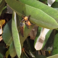 Zosteria rosevillensis at Acton, ACT - 12 Jan 2021 01:31 PM