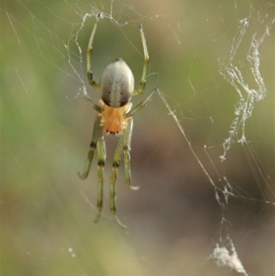 Deliochus zelivira (Messy Leaf Curling Spider) at Holt, ACT - 12 Jan 2021 by CathB