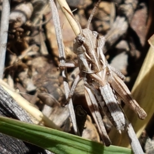 Oedaleus australis at Holt, ACT - 12 Jan 2021