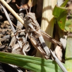 Oedaleus australis at Holt, ACT - 12 Jan 2021