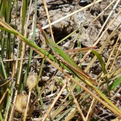 Acrida conica (Giant green slantface) at Holt, ACT - 12 Jan 2021 by trevorpreston