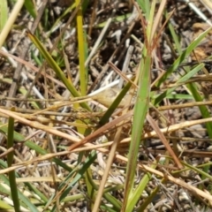 Acrida conica at Holt, ACT - 12 Jan 2021