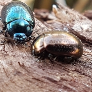 Chrysolina quadrigemina at Holt, ACT - 12 Jan 2021