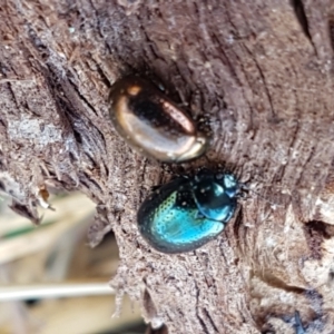 Chrysolina quadrigemina at Holt, ACT - 12 Jan 2021