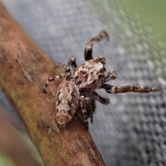 Paraphilaeus daemeli (Daemel's Jumper) at Holt, ACT - 11 Jan 2021 by CathB