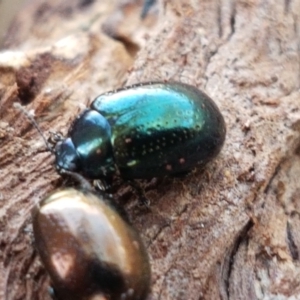 Chrysolina quadrigemina at Holt, ACT - 12 Jan 2021