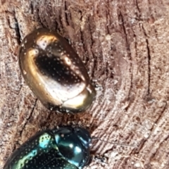 Chrysolina quadrigemina at Holt, ACT - 12 Jan 2021