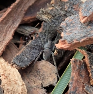 Nuliodon fishburni at Aranda, ACT - 12 Jan 2021