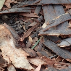 Nuliodon fishburni at Aranda, ACT - 12 Jan 2021