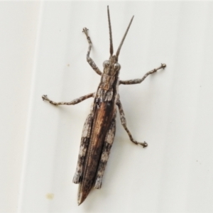 Coryphistes ruricola at Wanniassa, ACT - 12 Jan 2021