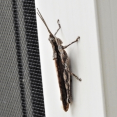 Coryphistes ruricola at Wanniassa, ACT - 12 Jan 2021