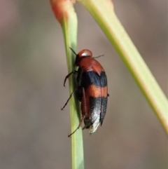 Ripiphoridae (family) (Wedge-shaped beetle) at Holt, ACT - 12 Jan 2021 by CathB