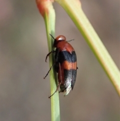 Ripiphoridae (family) (Wedge-shaped beetle) at Point 4081 - 11 Jan 2021 by CathB