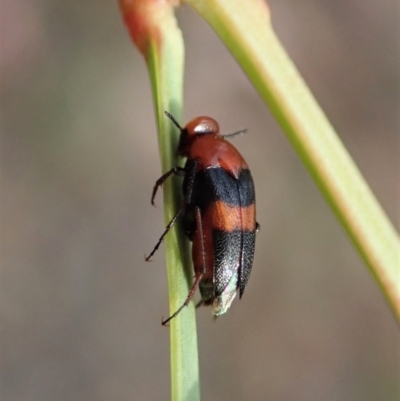 Ripiphoridae (family) (Wedge-shaped beetle) at Holt, ACT - 12 Jan 2021 by CathB