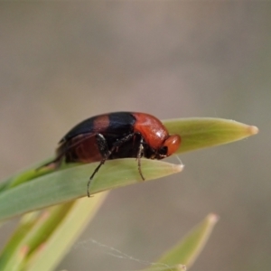 Ripiphoridae (family) at Holt, ACT - 12 Jan 2021 07:42 AM