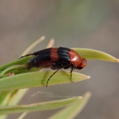 Ripiphoridae (family) at Holt, ACT - 12 Jan 2021 07:42 AM