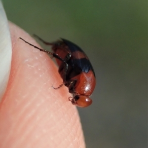 Ripiphoridae (family) at Holt, ACT - 12 Jan 2021 07:42 AM