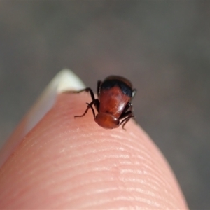 Ripiphoridae (family) at Holt, ACT - 12 Jan 2021 07:42 AM