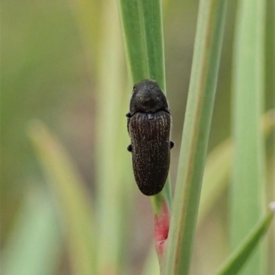 Eucnemidae (family) (False click beetles) at Point 4081 - 12 Jan 2021 by CathB