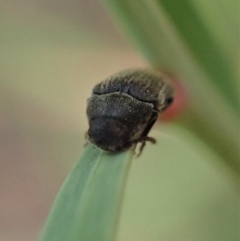 Eucnemidae (family) at Point 4081 - 12 Jan 2021