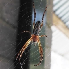 Plebs bradleyi (Enamelled spider) at Cotter River, ACT - 12 Jan 2021 by JohnBundock