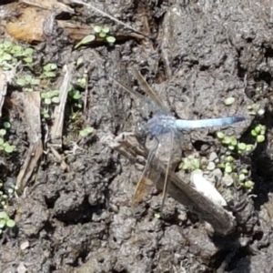 Orthetrum caledonicum at Holt, ACT - 12 Jan 2021 01:44 PM