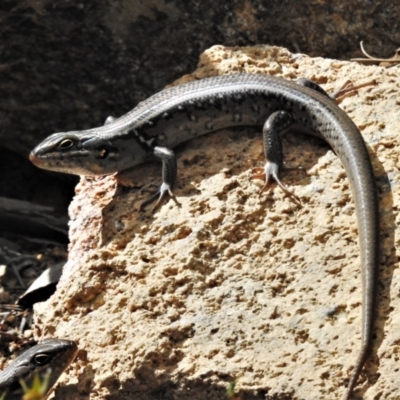 Liopholis whitii (White's Skink) at Cotter River, ACT - 11 Jan 2021 by JohnBundock