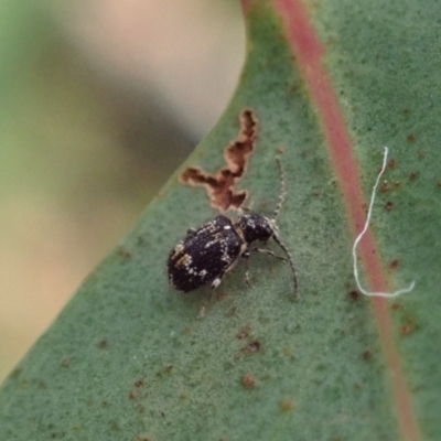 Ptinus sp. (genus) (Ptinid beetle) at Aranda, ACT - 11 Jan 2021 by CathB