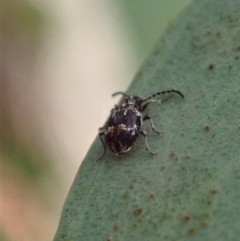 Ptinus sp. (genus) at Aranda, ACT - 12 Jan 2021 08:00 AM