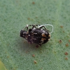 Ptinus sp. (genus) at Aranda, ACT - 12 Jan 2021