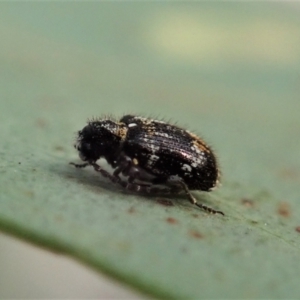 Ptinus sp. (genus) at Aranda, ACT - 12 Jan 2021