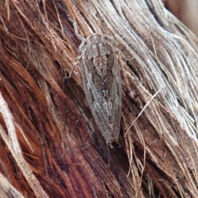 Putoniessa neboissi (Leafhopper) at Aranda, ACT - 12 Jan 2021 by CathB