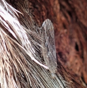 Stenocotis depressa at Aranda, ACT - 12 Jan 2021