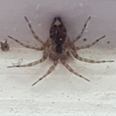 Oecobius navus (Midget house spider) at Holt, ACT - 12 Jan 2021 by tpreston