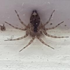 Oecobius sp. (genus) (Wall spider) at Holt, ACT - 12 Jan 2021 by trevorpreston
