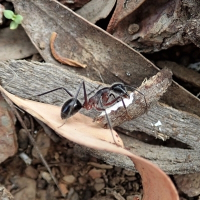 Camponotus intrepidus (Flumed Sugar Ant) at Aranda Bushland - 11 Jan 2021 by CathB