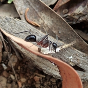 Camponotus intrepidus at Aranda, ACT - 12 Jan 2021 08:14 AM