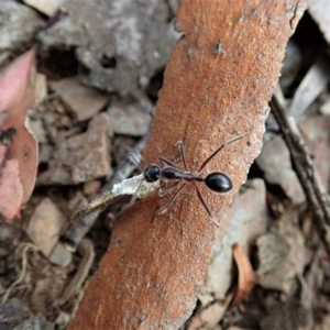 Camponotus intrepidus at Aranda, ACT - 12 Jan 2021