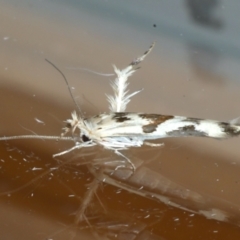 Stathmopoda melanochra (An Oecophorid moth (Eriococcus caterpillar)) at Ainslie, ACT - 10 Jan 2021 by jb2602