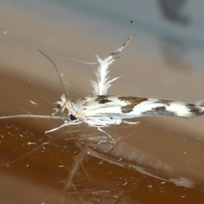 Stathmopoda melanochra (An Oecophorid moth (Eriococcus caterpillar)) at Ainslie, ACT - 10 Jan 2021 by jb2602