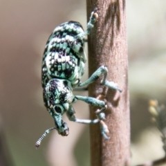 Chrysolopus spectabilis (Botany Bay Weevil) at Paddys River, ACT - 11 Jan 2021 by SWishart