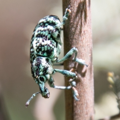 Chrysolopus spectabilis (Botany Bay Weevil) at Tidbinbilla Nature Reserve - 11 Jan 2021 by SWishart