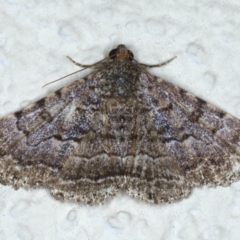 Diatenes aglossoides (An Erebid Moth) at Ainslie, ACT - 10 Jan 2021 by jbromilow50
