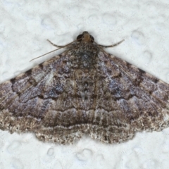 Diatenes aglossoides (An Erebid Moth) at Ainslie, ACT - 10 Jan 2021 by jb2602