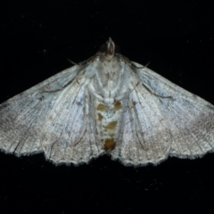 Diatenes aglossoides at Ainslie, ACT - 10 Jan 2021