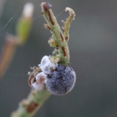 Cryptolaemus montrouzieri at O'Connor, ACT - 12 Jan 2021