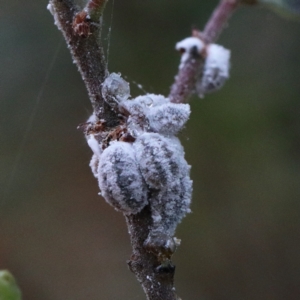 Cryptolaemus montrouzieri at O'Connor, ACT - 12 Jan 2021