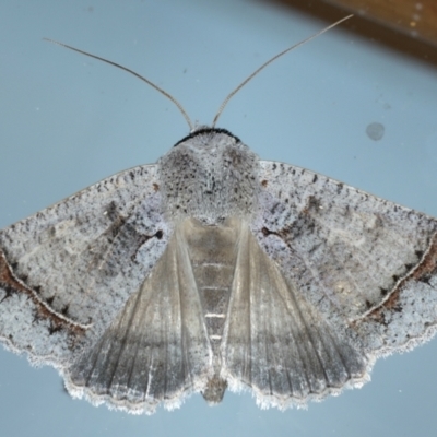 Pantydia sparsa (Noctuid Moth) at Ainslie, ACT - 10 Jan 2021 by jb2602