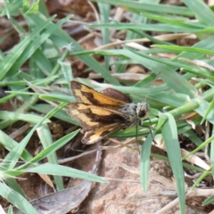 Ocybadistes walkeri (Green Grass-dart) at O'Connor, ACT - 11 Jan 2021 by ConBoekel